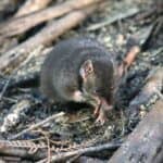 In Mating Season, Marsupials Trim Sleep by Three Hours for Three Weeks 
